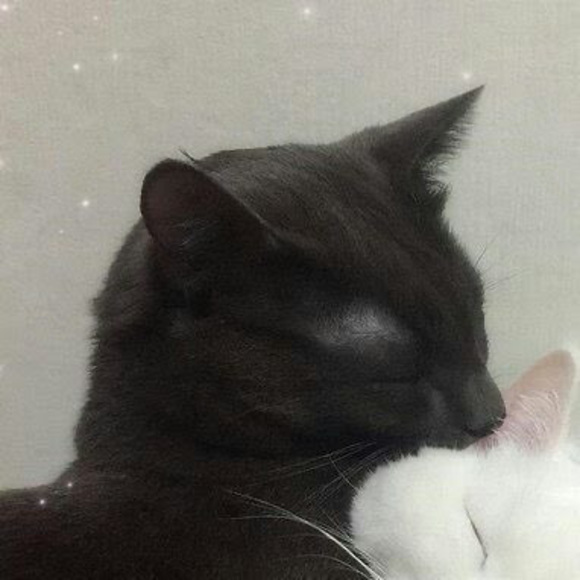 Meet your Posher, River - Picture 1 of 1